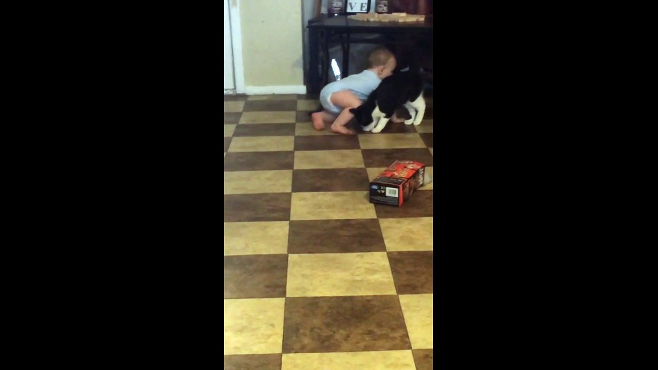 Ce chat suit bébé partout. Trop mignon