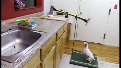 Faire la cuisine sans effort grace à votre chien