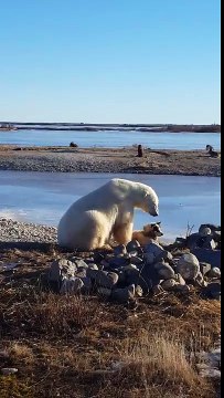 Un ours polaire caresse un chien