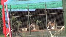 Tiny cages where British circus lions and tigers are stored