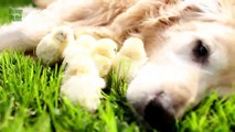 Dogs protecting baby chicks - Heart warming