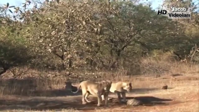 Nadir Görülen Saldırılar : ASLAN vs PANGOLİN ★ En İnanılmaz Vahşi Hayvan Saldırıları ★ Lion attacks