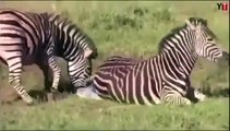Wild Zebra Killing Baby Zebra as Mother Zebra Fights For Her Baby's Life !!! MUST WATCH !!!