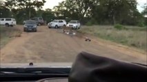 Idiots steer Toy Car towards Lions ! Kruger National Park, South Africa