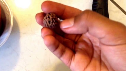 Growing Rudraksha From Seeds