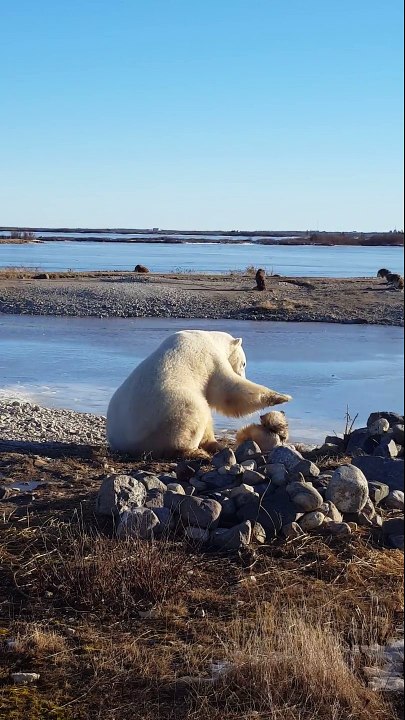 Un ours polaire fait un gros câlin à un husky