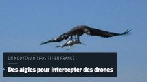 L'armée entraîne des aigles pour chasser les drones