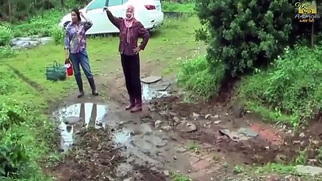 Wild animals fight to death CRAZIEST Animal Fights Caught Dog vs Cobra Snake #2