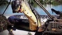 World s biggest python snake found on Earth #2 Biggest Python Snake - Giant Anaconda
