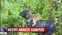 Keçiyi annesi sanan maymun