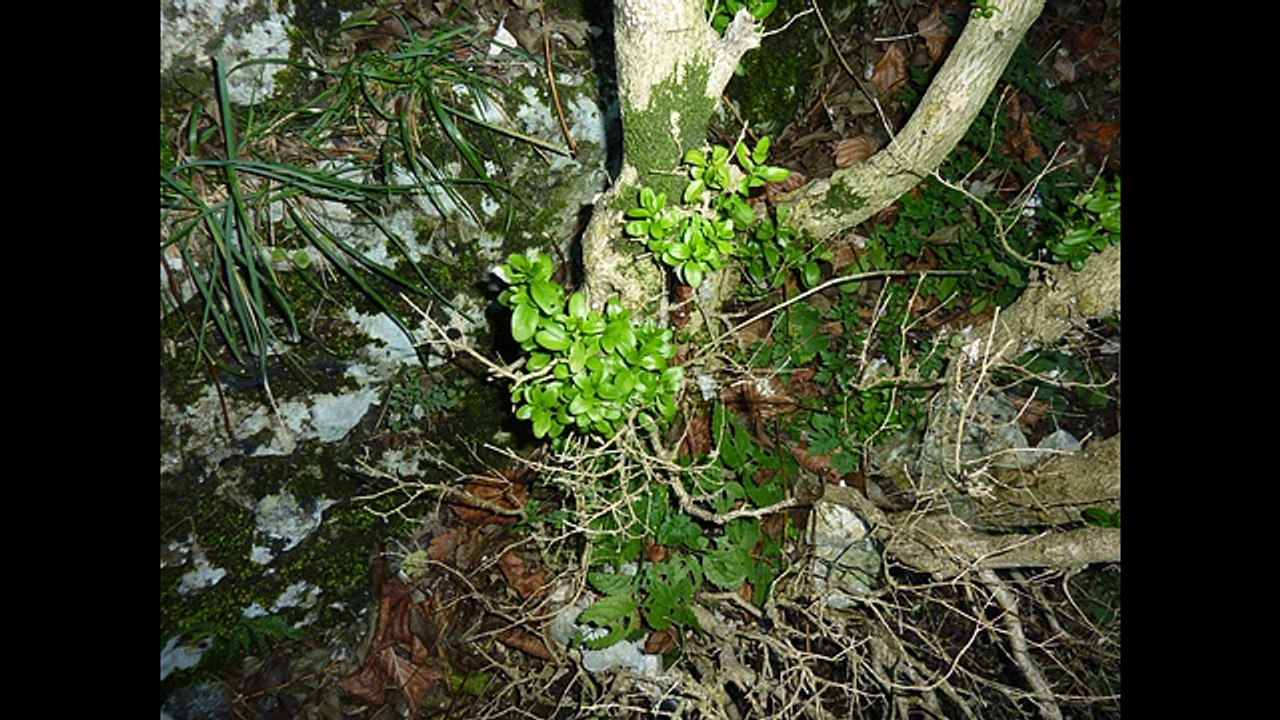 Balade dans la Gorge d’Oyans mystérieuse. 26 Drôme
