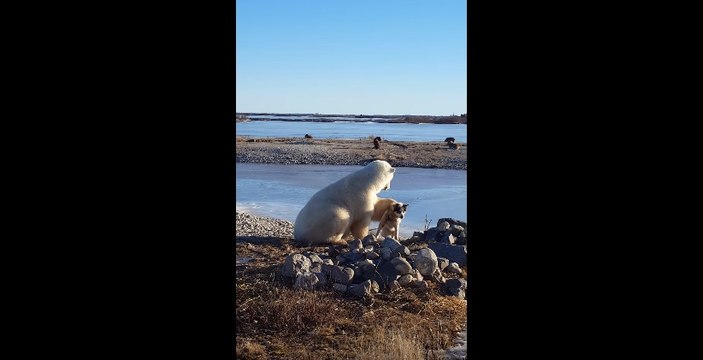 Le moment incroyable quand un ours polaire caresse un chien au Canada