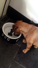 Un chien tente d'attraper un os peint dans une gamelle