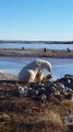 Un ours polaire caresse un chien