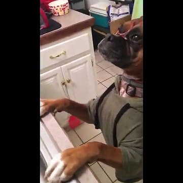 Un chien fait le Mannequin Challenge