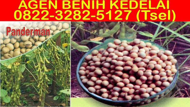 0822-3282-5127 (Tsel), Beli Bibit Kedelai