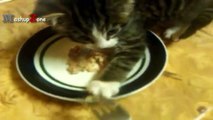 Funny Cats And Kittens Who Don't Want To Share Their Food Compilation [BEST OF]