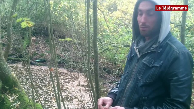 Plougastel-Daoulas (29). Sangliers : saccages dans les cultures