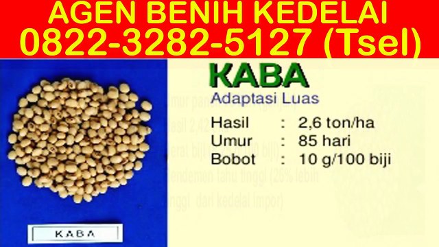 0822-3282-5127 (Tsel), Distributor Benih Kedelai