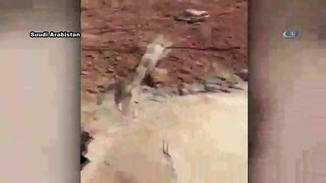 Hem kedi hem kendisi korktu