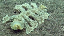 Cet animal a une manière particulière de capturer sa proie