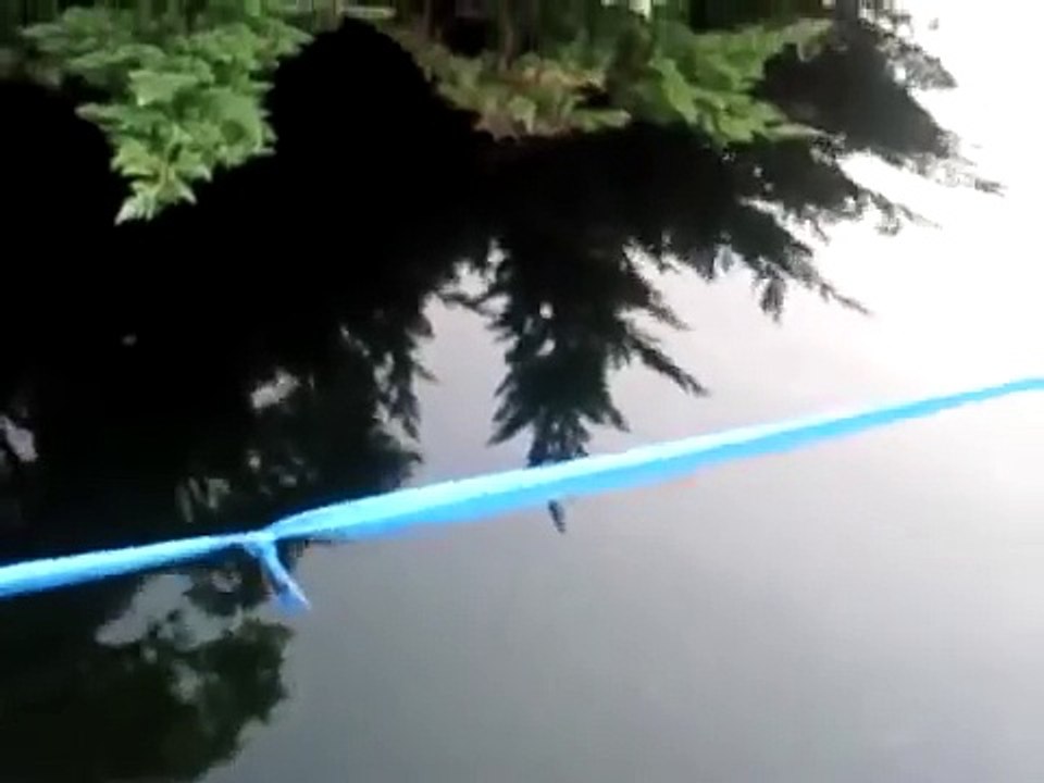 。魚に餌を与えればならない理由 -