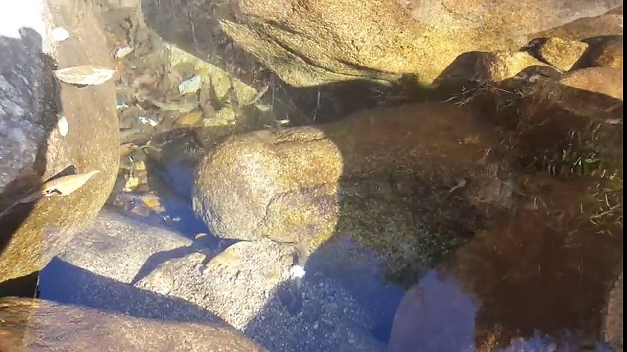 汚染された水は、死んで1給水のみ住む唯一の一種の魚を知っています -