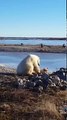 Trop mignon : quand un ours polaire caresse un chien