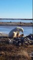 Un ours polaire caresse un chien