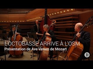 L'octobasse arrive à l'OSM