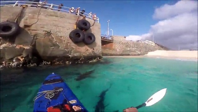 Un kayakiste risque sa vie pour filmer de plus près des requins des Galápagos agressifs car affamés
