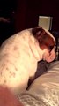 Sulking bulldog cries when owner stops petting him