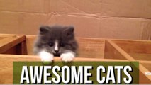 This Compilation Of Awesome Cats Just Proves Why They OWN The Internet!
