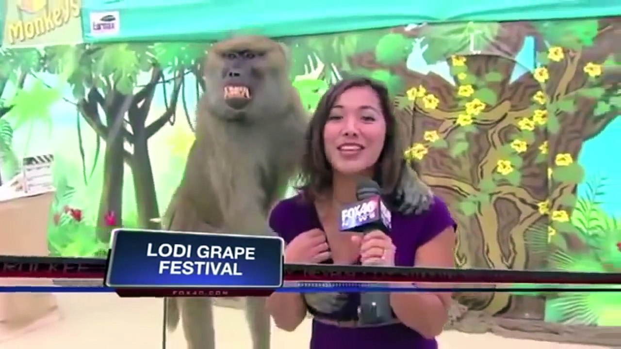 Top 10 Funniest News Bloopers On Live TV 2016