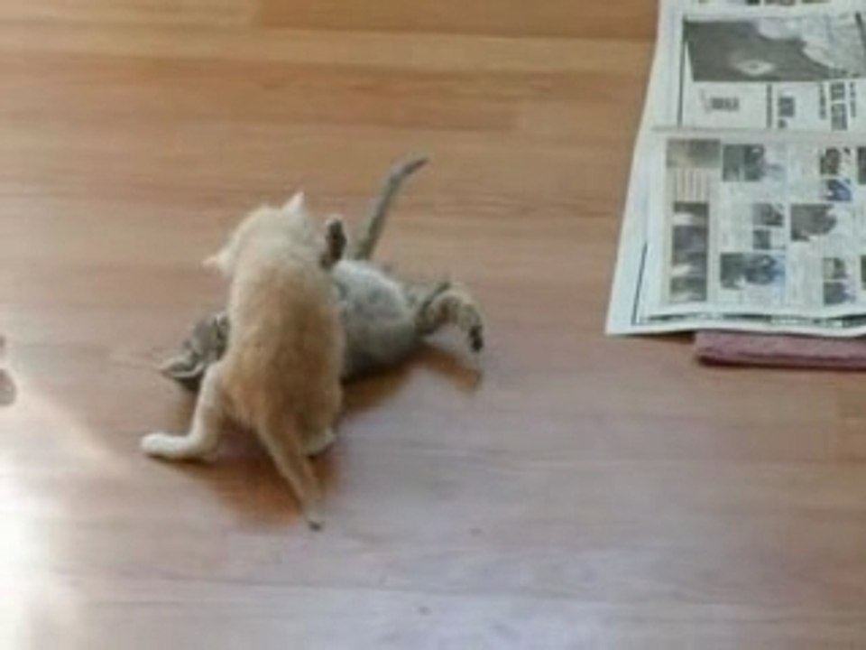 Combat Chatons Surprise
