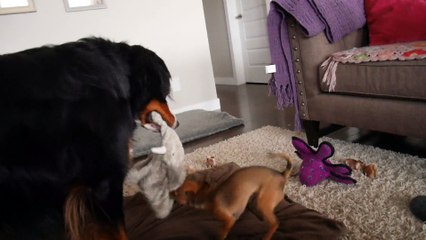 Shocking tug-of-war upset between chihuahua and Bernese Mountain Dog
