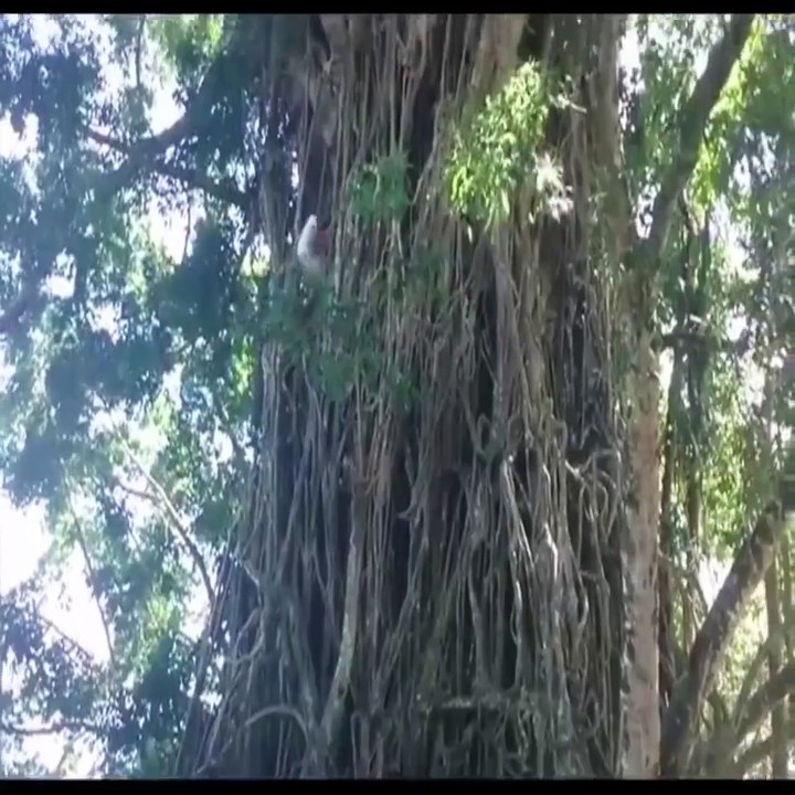 funny video insan bandar se bhi teeez darakht par charha