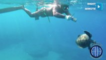 Caring Divers Free Turtle Hooked To Fishing Line