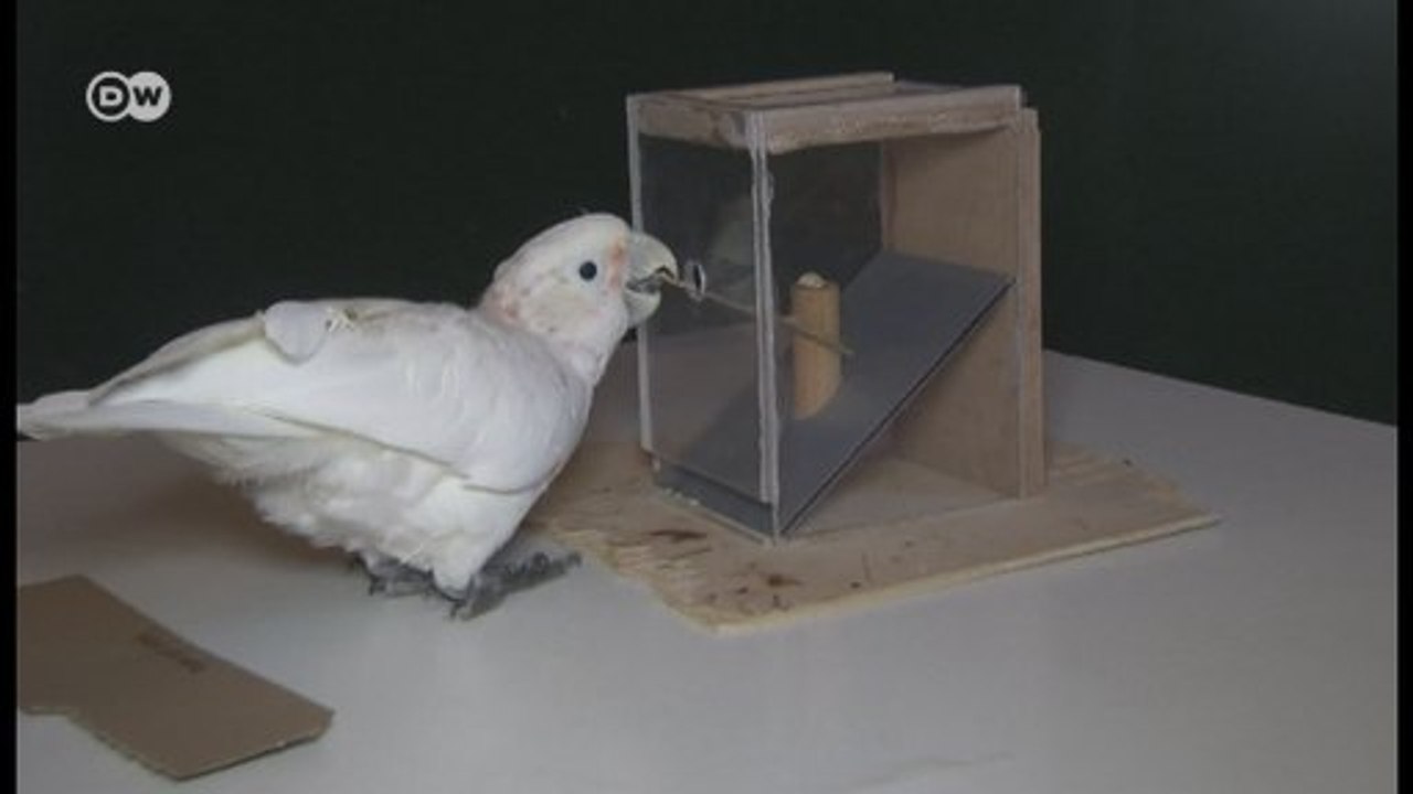 Cacatua planeja como pegar comida
