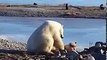 Mira a un  oso polar acariciar a un perro