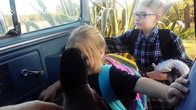 Pet duck gets excited when owner's school bus arrives