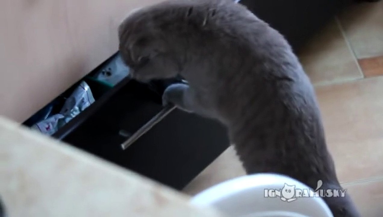 Ce chat est pris en flag en train de voler, sa réaction est énorme!