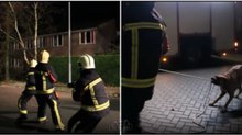 Bombeiros têm uma ajuda muito especial durante a remoção de uma árvore...