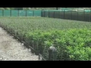 Terme Vigliatore (ME) - Arrestati tre uomini di "Zanna", fucile in un caso (18.11.16)