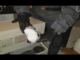 Venezia - Cocaina in piazza San Marco, arrestato spacciatore (18.11.16)