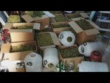 Cutrofiano (LE) - Marijuana in casa, arrestato dipendente Asl (18.11.16)