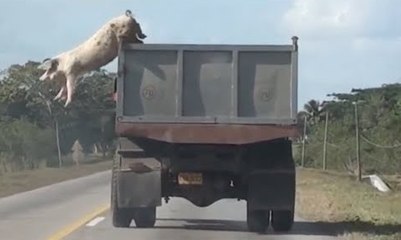 Comportamientos increíbles de Animales