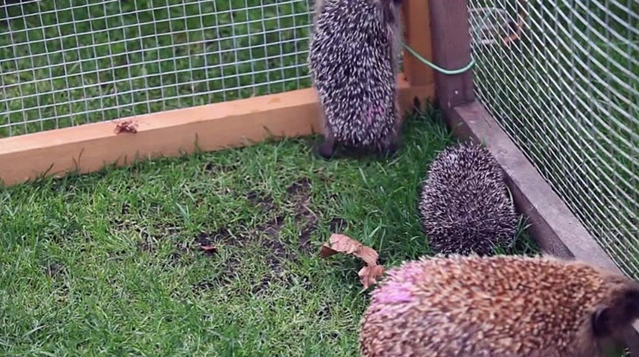 How to look after hedgehogs in your garden