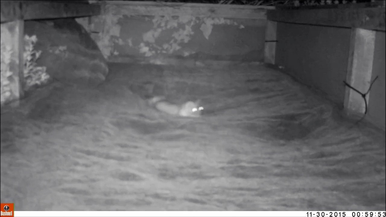 Weasel Plays on Garden Trampoline