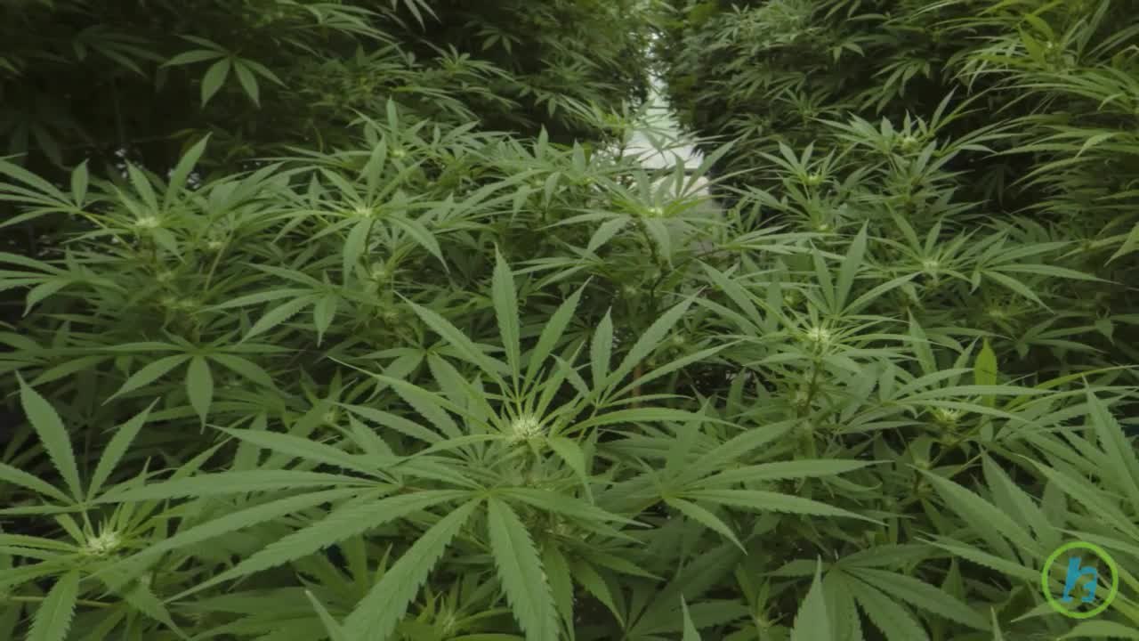 Pennsylvania to Legalize Medical Marijuana